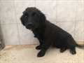 RUFINA