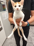 Simba