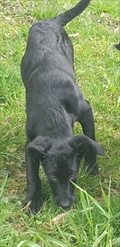 Nera