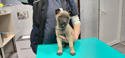 Simba