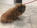 Simba