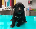 Tonka