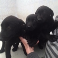 Kike, Marti, Iwa