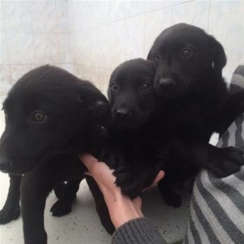Kike, Marti, Iwa