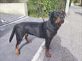 Zira