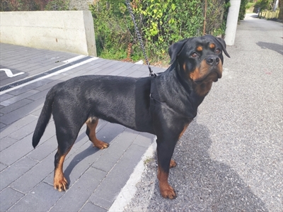 Zira