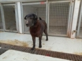 Corky