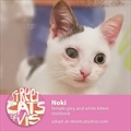 Noki