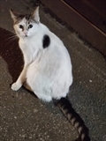 Noklica