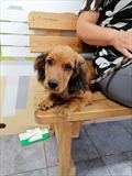 Anja