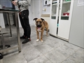 Ares