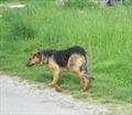 Vuki