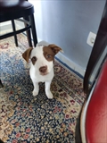 Bella