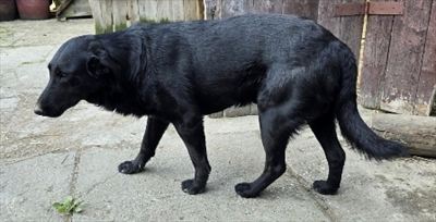 Bećar