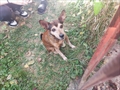Bobi