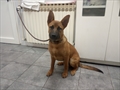 Bruce