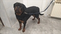 Creed Imperium Rott