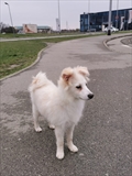 Duje