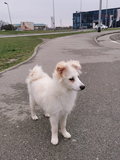 Duje
