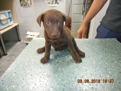 Fiona