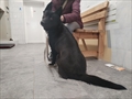 Franka