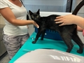 Gato Nero