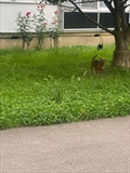 Koni