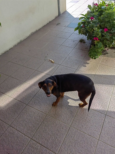 Mala