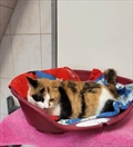 Ina