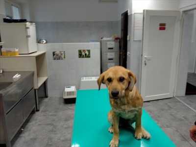 Jozefina
