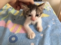 Juno