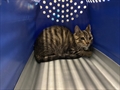 Kitty