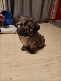 Koko