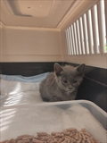 Koko