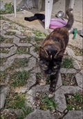 Nadja