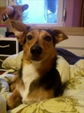 Jurka
