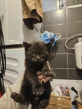 Erik