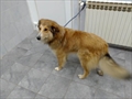 Lassie