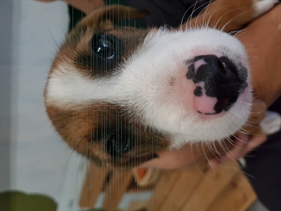 Lola