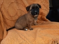 Lulu