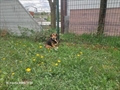 Maxi