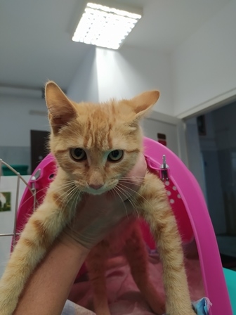 Mićo