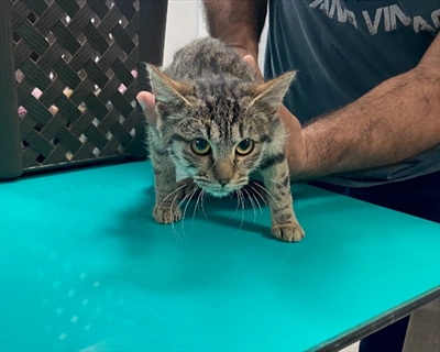 Mica