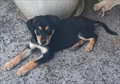 Mimi