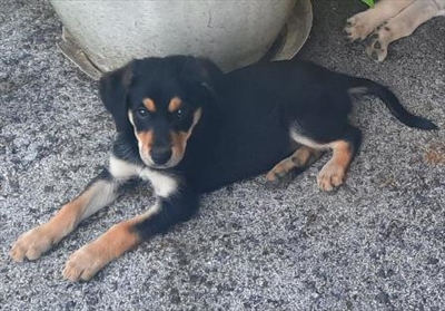 Mimi