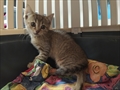 Mojca