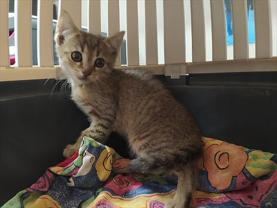 Mojca