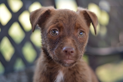 Nala