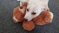 Nala 