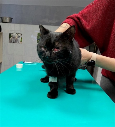 Peki